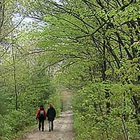Two people walking down a woods road