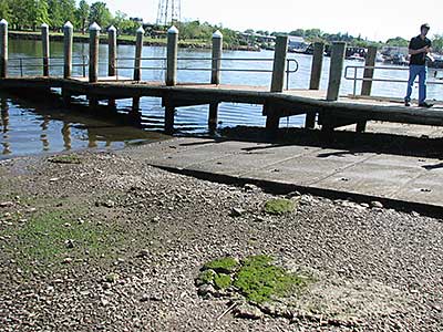 The Boat Ramps and Dock at Low Tide