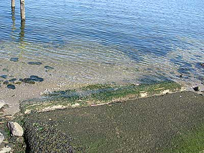 The End of the Boat Ramp at around Low Tide