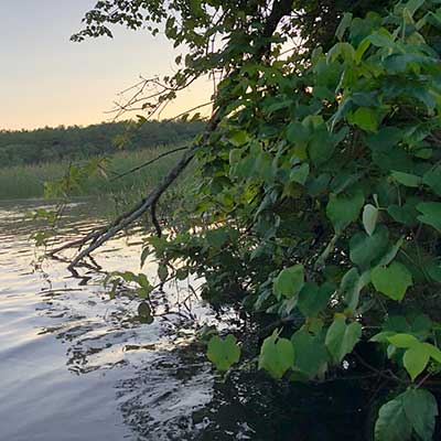 The Poison Ivy Along the Old Steamboat Channel