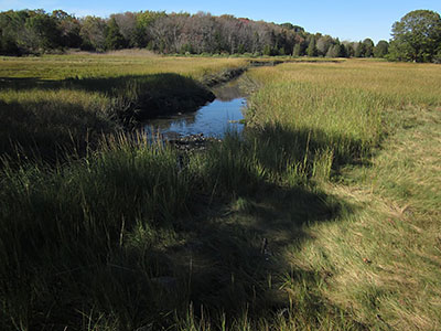 A View of the Salt Marsh from the Brush Hill Trails