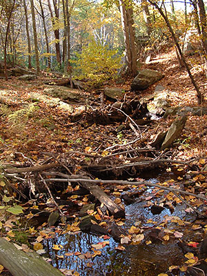 Autumn Stream at Fort Refuge