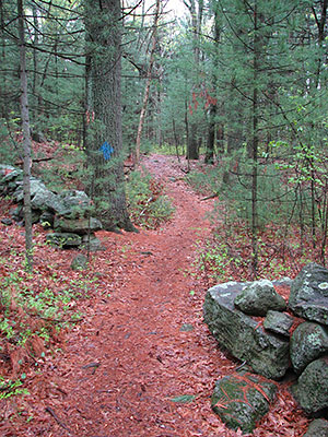 The Blue Trail at Powdermill Ledges