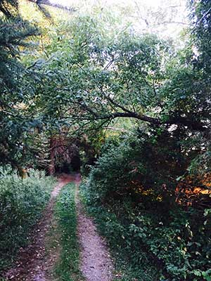 The Old Farm Road (Central Trail) at Spruce Acres Farm