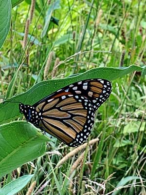 A Monarch Butterfly at Lawton Farm