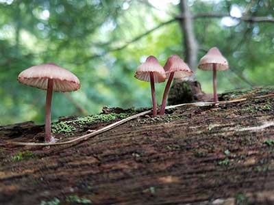 Mushrooms Along the Trail